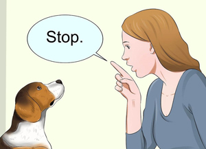 زنی در حال گفتن بس کن به یک سگ که به او حمله کرده است